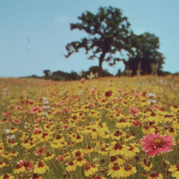 Photo of a field full of flowers, a blue sky and a tree.